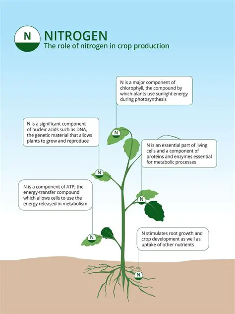 The Role of Nitrogen in Algal Growth