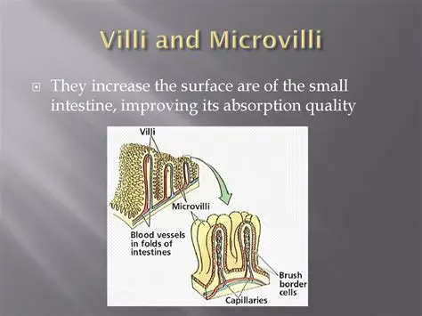 The Role of Villi in Nutrient Absorption