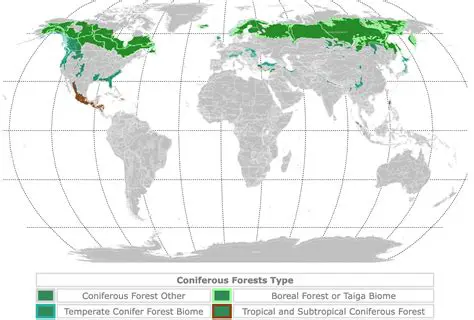 Types of Forests Where Conifers are Found