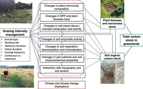Understanding Pascolo: The Cornerstone of Sustainable Grazing and Ecosystem Health