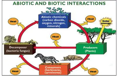 Understanding the Importance of Abiotic Factors in Food Chains