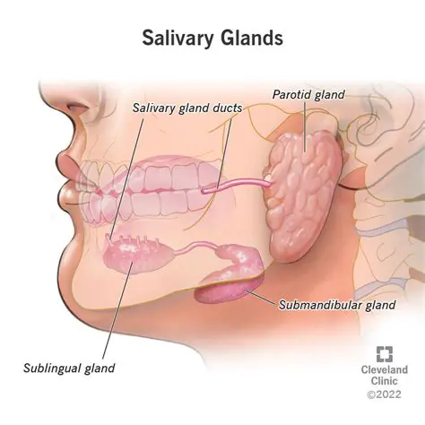 Understanding the Salivary Glands