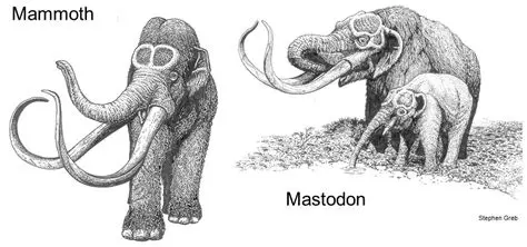 Understanding Tusky and Mastodon
