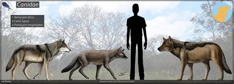 Unveiling the 'Fox Americano': A Comprehensive Look at North America's Diverse and Adaptable Canids