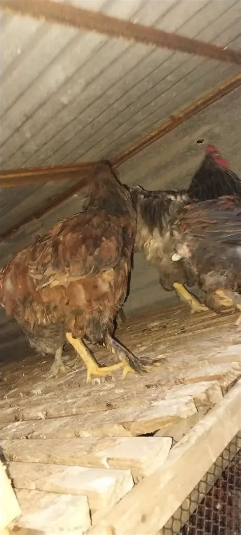 Ventas totales de gallinas