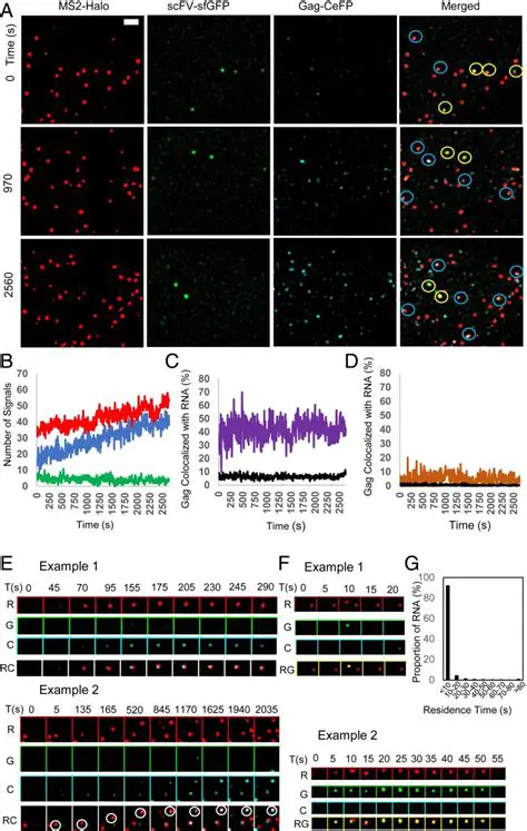 Visualizing the Translation