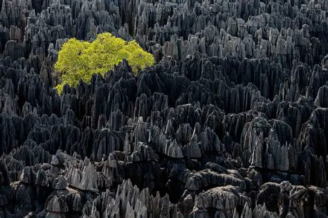 Yann Arthus-Bertrand : L'Œil et l'Âme d'un Photographe Engagé pour la Planète